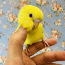 最新画像🌟あまりのかわいさに癒されまくり❤︎⁾⁾手乗りセキセイインコ(ルチノー)💫