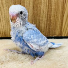 カメラを向けたらモデルに変身！？セキセイインコ(スパングル) ヒナ