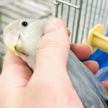 【最新画像更新🪄】大人かっこいいカラーはいかが？♡コザクラインコ(バイオレットオパーリン) ヒナ