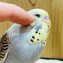 【最新画像更新🪄】魅力的なカラーと表情の子♡ジャンボセキセイインコ(イエローフェイスシナモンオパーリン) ヒナ