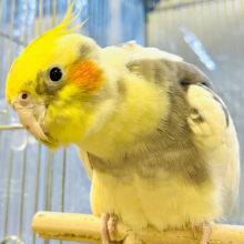 【動画更新🪄】なでなで大好き♡甘え上手♡なオカメインコ(パイド)