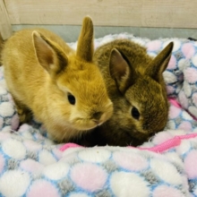 🐰ほっと暖まる暖色カラーのネザーランドドワーフフェア開催中‼️