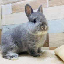 ぱっちりおめめの美形男子です✨まるっと感が可愛らしいネザーランドドワーフ🐰🥕