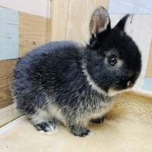 あなたはウサギさんですか…？めちゃカワなネザーランドドワーフがやって来ました💕