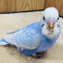 【最新画像更新🪄】まだまだたくさん甘えたい♡セキセイインコ(ライラック) ヒナ