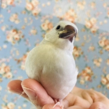 ヒナご飯卒業🌟ご飯と愛情をいっぱいにくださいナ❤︎ ⁾⁾手乗りシルバー文鳥さんです🪶✨