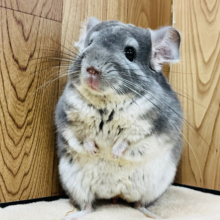 食いしん坊って言われるんだ◎チンチラ(バイオレット)男の子