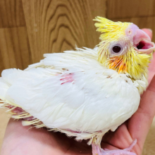ベビベビちゃん🐣♡1番人気のカラーです◎オカメインコ(ルチノー) ヒナ