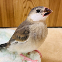 【最新画像更新🪄】お池にハマった文鳥さん♪桜文鳥 ヒナ
