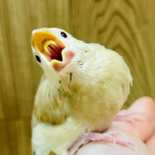 【最新画像更新🪄】柔らかい色に包まれて🫧シナモン文鳥 ヒナ