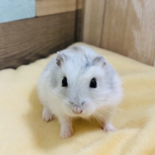 馴れてます‼️白が多めのサファイアブルーハムスターくん🐹