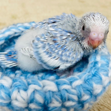 ほんわか🫧甘ったれちゃん♡セキセイインコ(スパングル) ヒナ