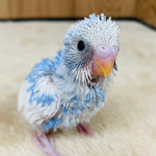 可愛いの塊っっ♡♡♡セキセイインコ(パイド) ヒナ