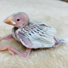ルビーアイに魅了されちゃう♡シルバーイノ文鳥 ヒナ