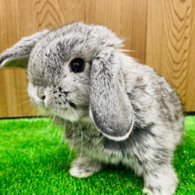 もふっ♡ふわっ♡動くぬいぐるみ🩶ロップイヤーラビット(チンチラ) 男の子