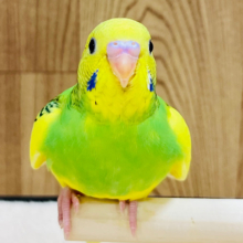 【最新画像・動画更新🪄ひとり餌です！】くりくりおめめに一目惚れ！♡セキセイインコ(パイド) ヒナ