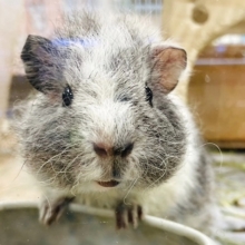 【最新画像更新🪄】ぬいぐるみみたいな🩶テディモルモット（男の子）