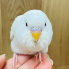 【最新画像更新🪄】好奇心旺盛！わんぱくさんです！セキセイインコ(アルビノ) ヒナ