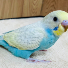 【最新画像更新🪄】おめめキラキラ✨背中の模様もキマってる！！セキセイインコ(パステルレインボースパングル) ヒナ