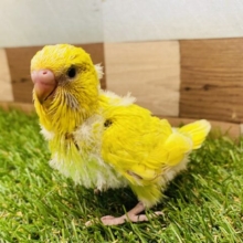 元気を振りまく明るいカラーです💛💚すくすく成長中なジャンボセキセイインコ（スパングル）❗️