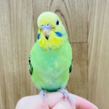 【動画更新🪄】上目遣いが得意です♡セキセイインコ(オパーリン) ヒナ