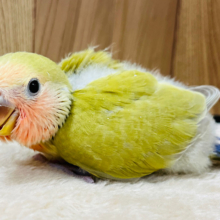 【最新画像更新🪄】ほっこり🍵和菓子みたいな優しいカラー🍡コザクラインコ(シナモン) ヒナ