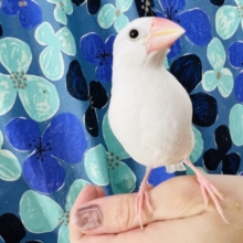 雛餌卒業しました！手乗り白文鳥だよー☆