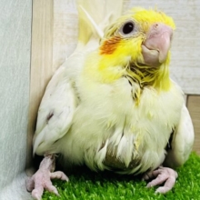 ハゲって言わないで！ちびちびルチノーオカメ人気しました！はー
