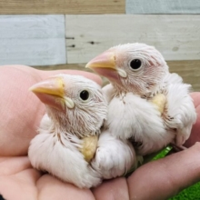 あと1羽❤純白〜♡白文鳥の雛入舎です！