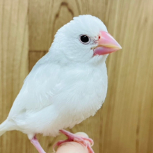 【最新画像・動画更新🪄】一心同体♡似たもの同士♡白文鳥 ヒナ