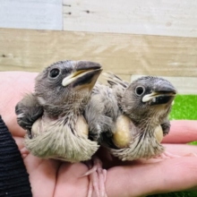 残り1羽❤恐竜みたい♡桜文鳥の雛♡