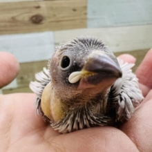 ちびっこ！シルバー文鳥の雛♪