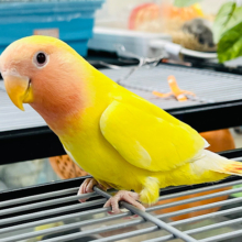 【最新画像更新🪄ひとり餌‪・カゴデビューしました！】元気印のビタミンカラー🍋コザクラインコ(ルチノー) ヒナ