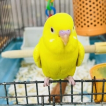 ゴロ寝タイプ♡元気印のビタミンカラー！セキセイインコ（ルチノー）