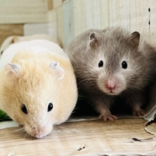 2月はドキドキ♡男の子フェア♡