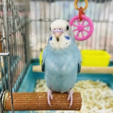 カキカキだーいすき♡セキセイインコ（ブルーオパーリン）
