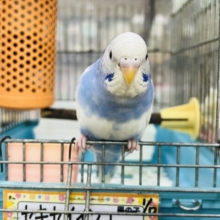 自分が1番☆空色カラーの手乗りセキセイインコ（ブルーパイド）