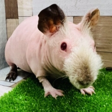 子豚じゃないよ♡スキニーギニアピッグの男の子♡