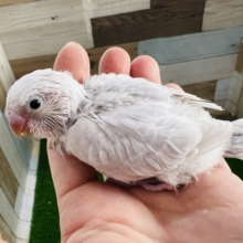 美しさと渋さがｲｲﾈ！セキセイインコのライラックモーヴ