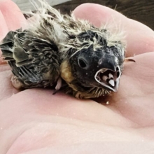 ぱやぱや〜キンカチョウだよ！