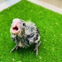 ツンツンだよー！オカメインコ（ノーマル）の雛入舎です☆