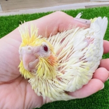 よく見て！パール模様を背負ったルチノーオカメインコ♡