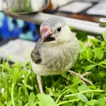 可愛い子に育っています♪桜文鳥〜♡