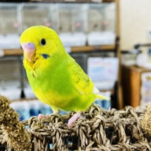 ビッグベイビー♡セキセイインコ（スパングルパイド）