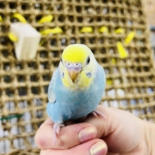 人気の美カラーだよ☆セキセイインコのパステルレインボー