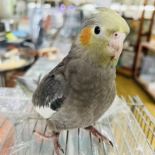 画像更新☆カキカキしてぇ〜♡なオカメインコ(ノーマル)❤