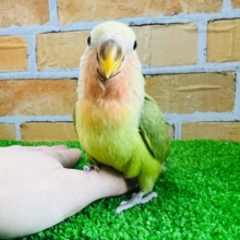 画像更新☆遊ぶの大好き❤コザクラインコのヒナ(シナモン)入荷しました❤