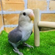 画像更新☆大きなお目目があざといの♡小桜インコ（バイオレットパイド？）