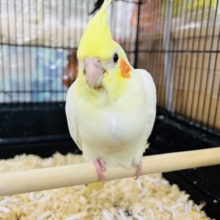 画像更新☆キラキラ成長中〜オカメインコのヒナ(ルチノー)❤