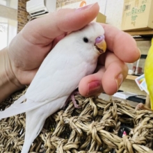 どんどん可愛くなる〜♡友好的な真っ白黒のセキセイインコ